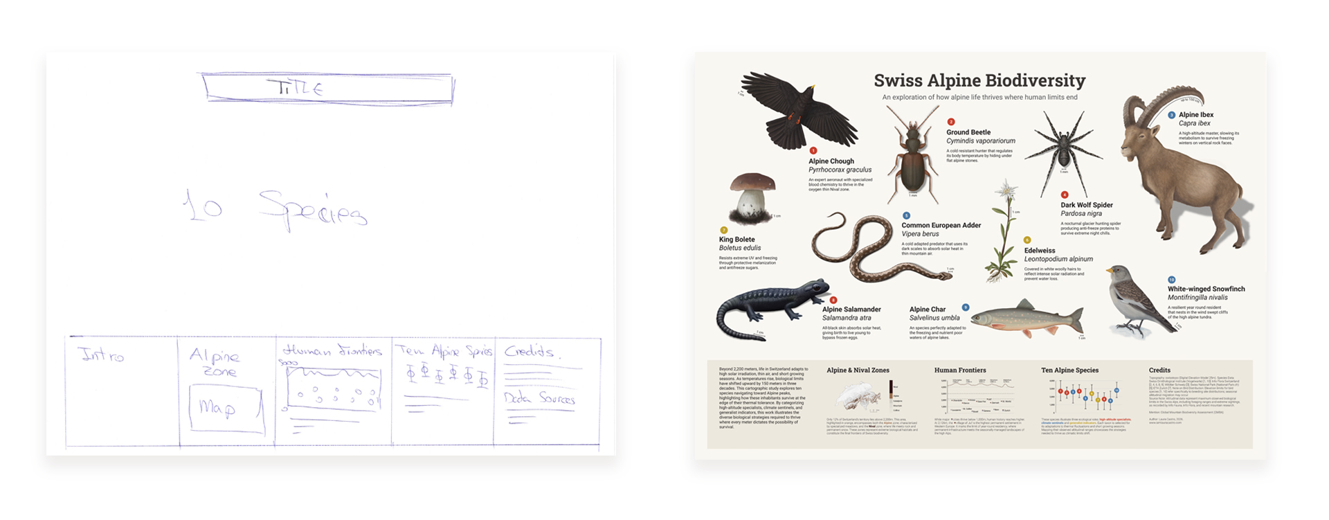 Biodiversity in Switzerland illustration