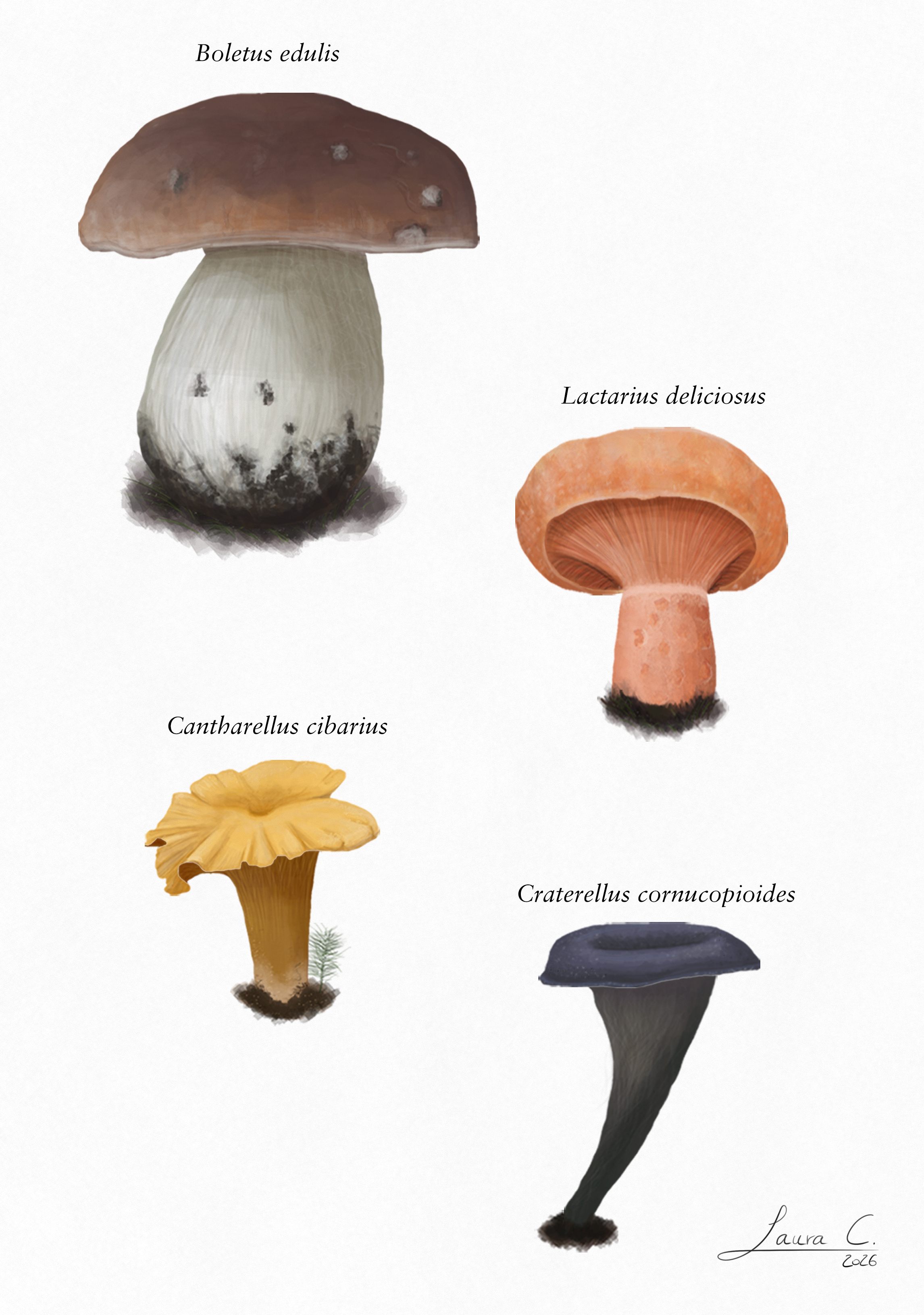 Biodiversity in Switzerland illustration