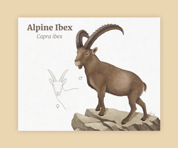 Biodiversity in Switzerland